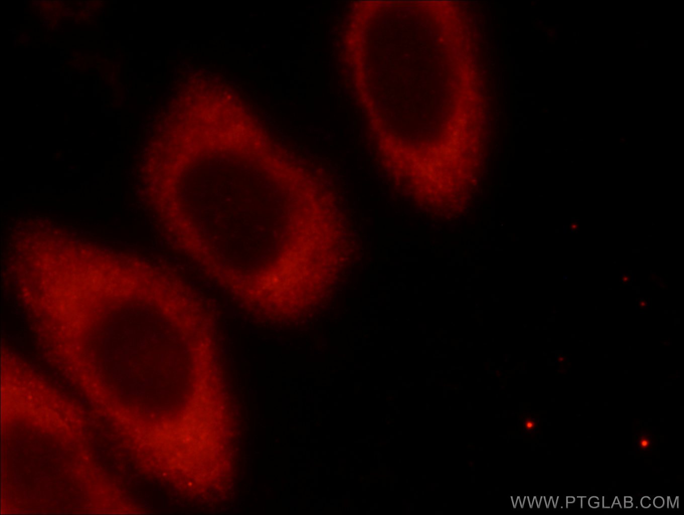 Immunofluorescence (IF) / fluorescent staining of HepG2 cells using FXR1 Polyclonal antibody (13194-1-AP)