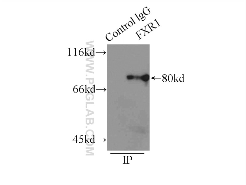 Immunoprecipitation (IP) experiment of mouse skeletal muscle tissue using FXR1 Polyclonal antibody (13194-1-AP)