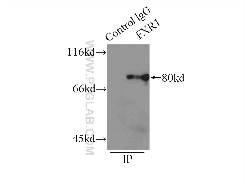 Immunoprecipitation (IP) experiment of mouse skeletal muscle tissue using FXR1 Polyclonal antibody (13194-1-AP)