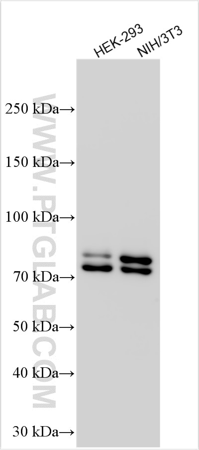 Western Blot (WB) analysis of various lysates using FXR1 Polyclonal antibody (13194-1-AP)