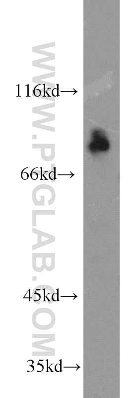 Western Blot (WB) analysis of mouse heart tissue using FXR1 Polyclonal antibody (13194-1-AP)