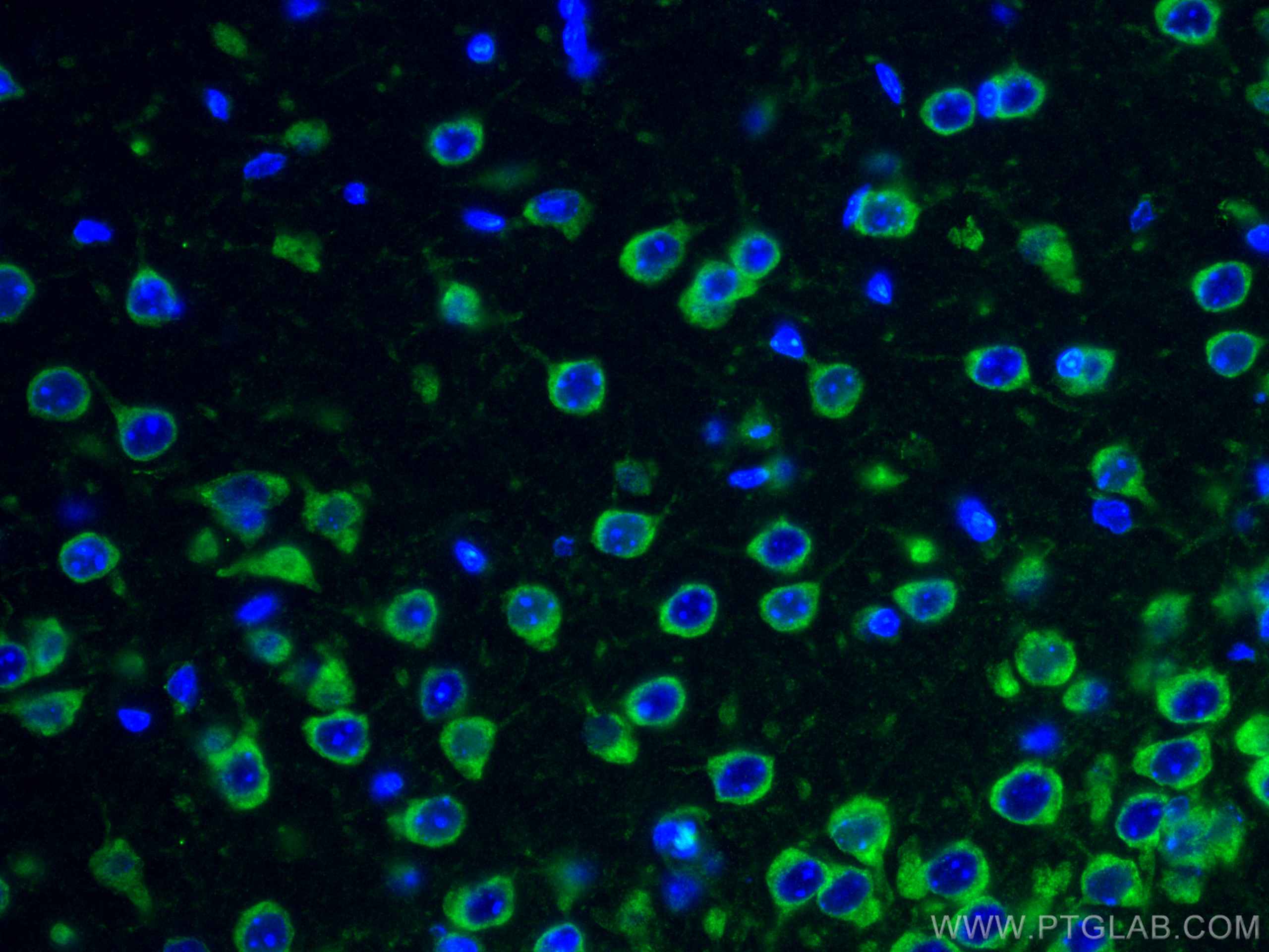 Immunofluorescence (IF) / fluorescent staining of mouse brain tissue using FXR1 Monoclonal antibody (67813-1-Ig)