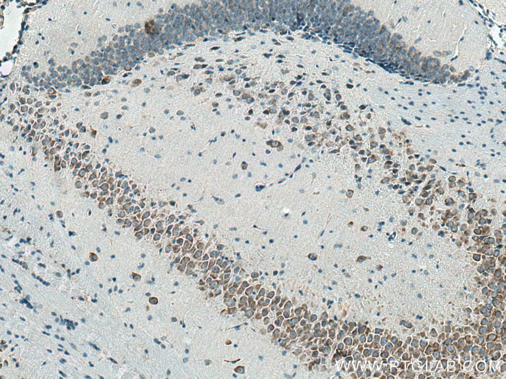 Immunohistochemistry (IHC) staining of mouse brain tissue using FXR1 Monoclonal antibody (67813-1-Ig)