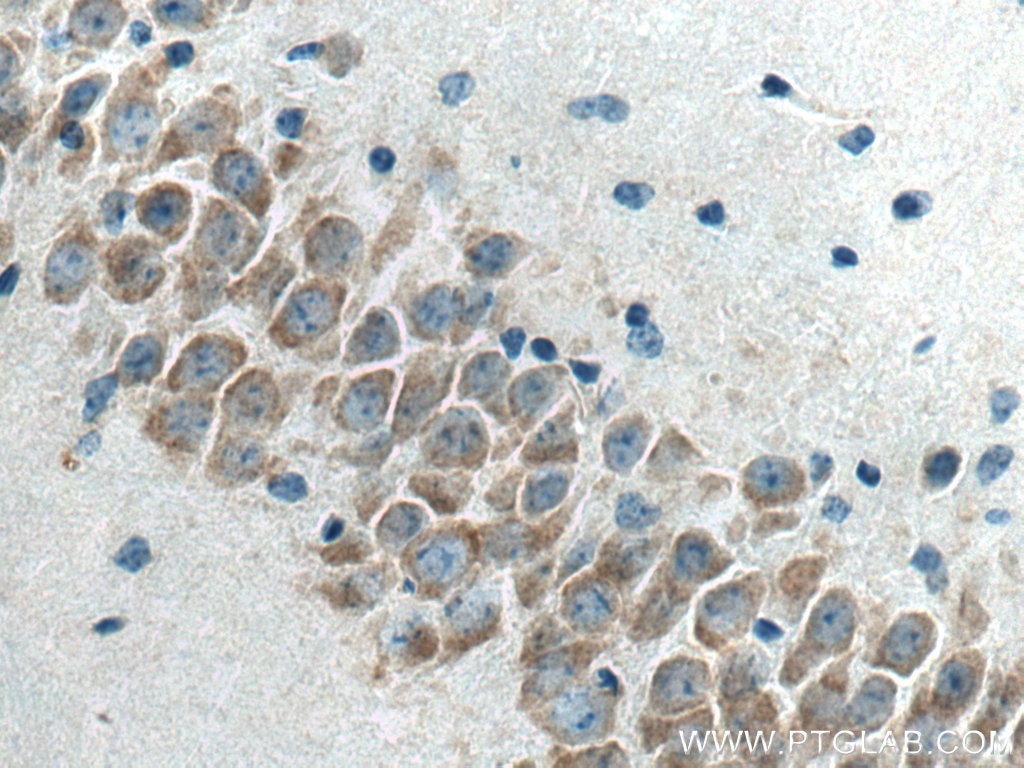 Immunohistochemistry (IHC) staining of mouse brain tissue using FXR1 Monoclonal antibody (67813-1-Ig)