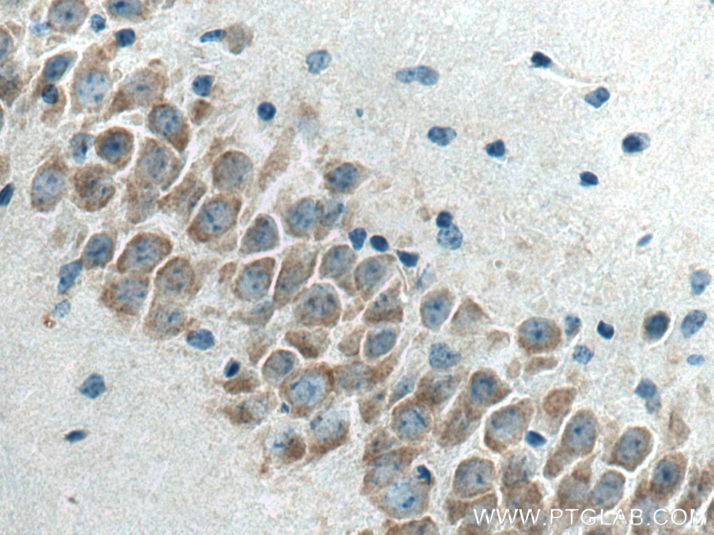 IHC staining of mouse brain using 67813-1-Ig