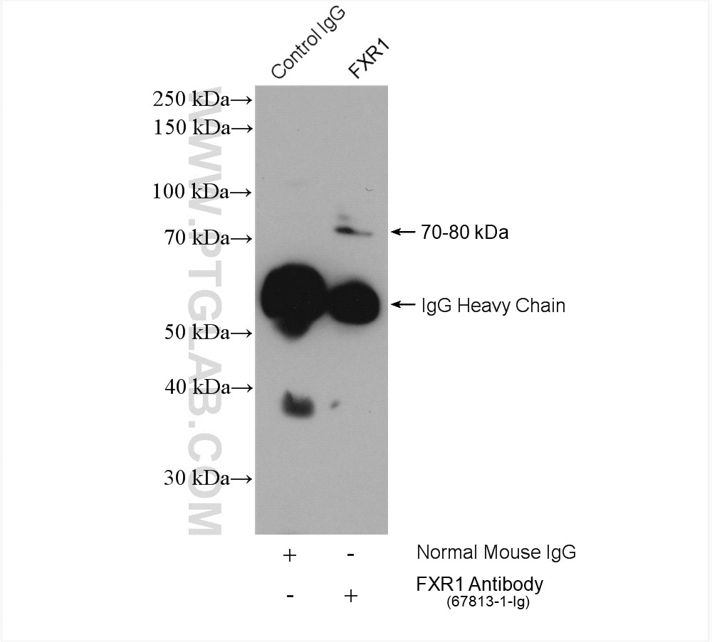 Immunoprecipitation (IP) experiment of K-562 cells using FXR1 Monoclonal antibody (67813-1-Ig)