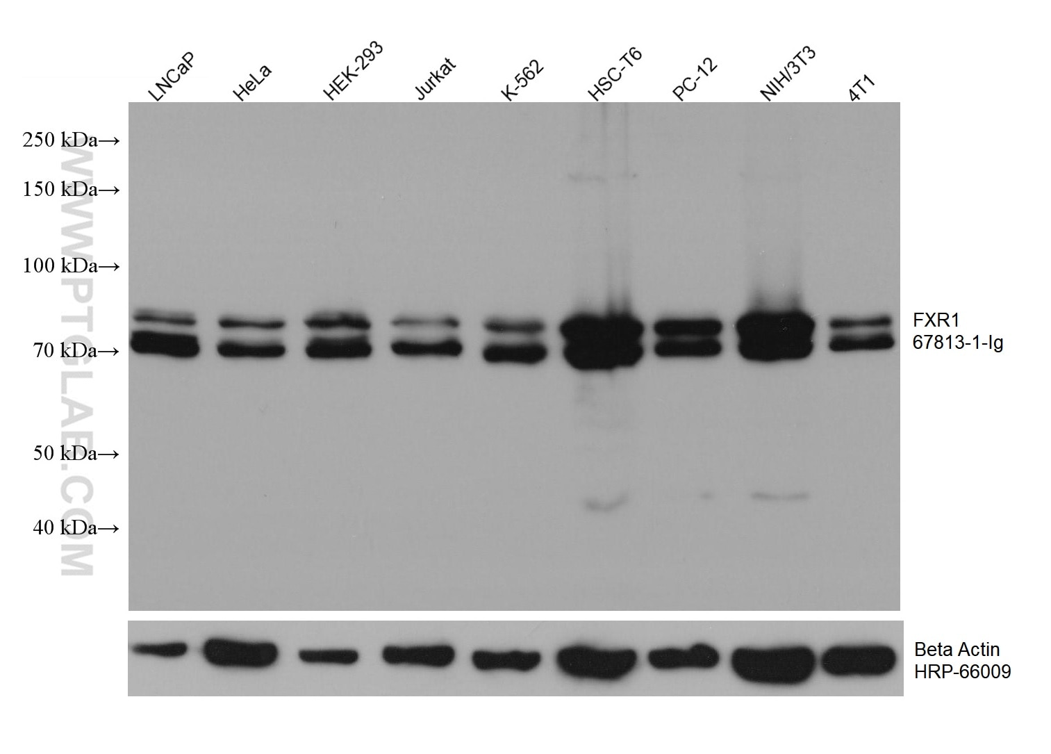 Western Blot (WB) analysis of various lysates using FXR1 Monoclonal antibody (67813-1-Ig)