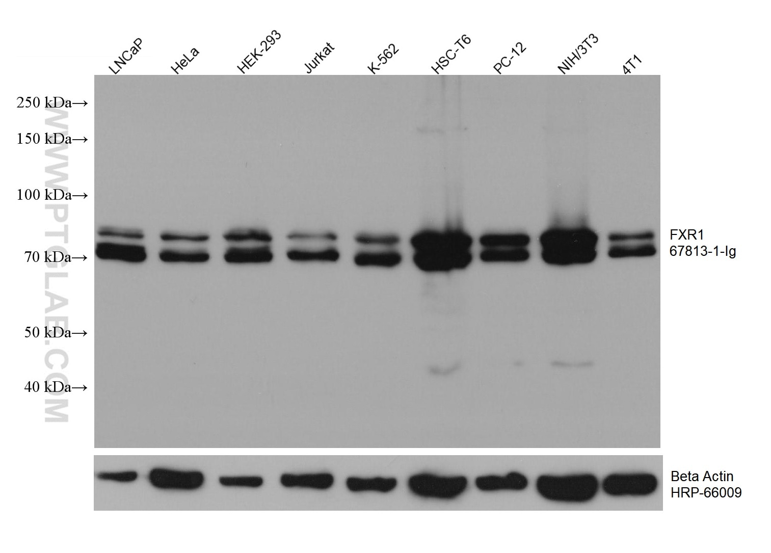 WB analysis using 67813-1-Ig