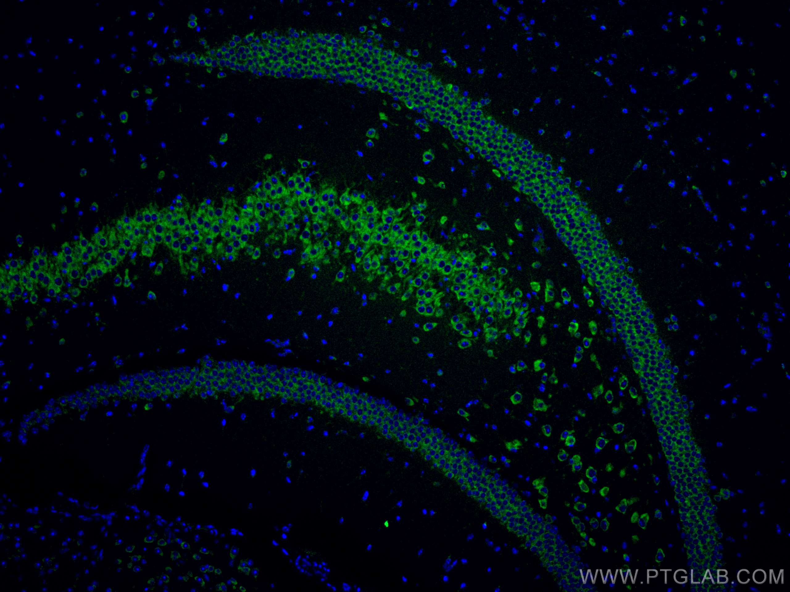 Immunofluorescence (IF) / fluorescent staining of mouse brain tissue using CoraLite® Plus 488-conjugated FXR1 Monoclonal anti (CL488-67813)