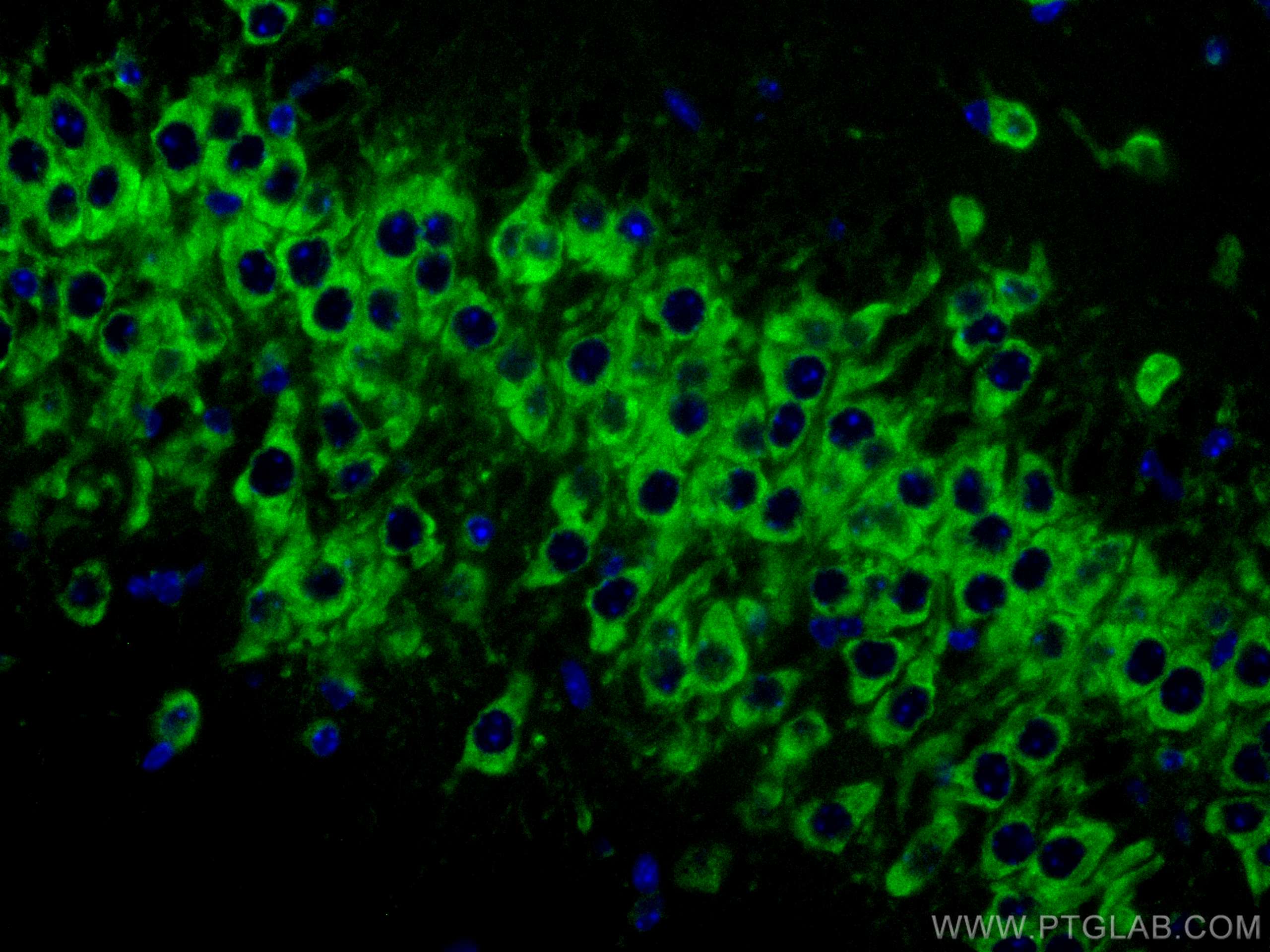 Immunofluorescence (IF) / fluorescent staining of mouse brain tissue using CoraLite® Plus 488-conjugated FXR1 Monoclonal anti (CL488-67813)