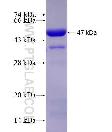 FXR1 fusion protein Ag27800 SDS-PAGE