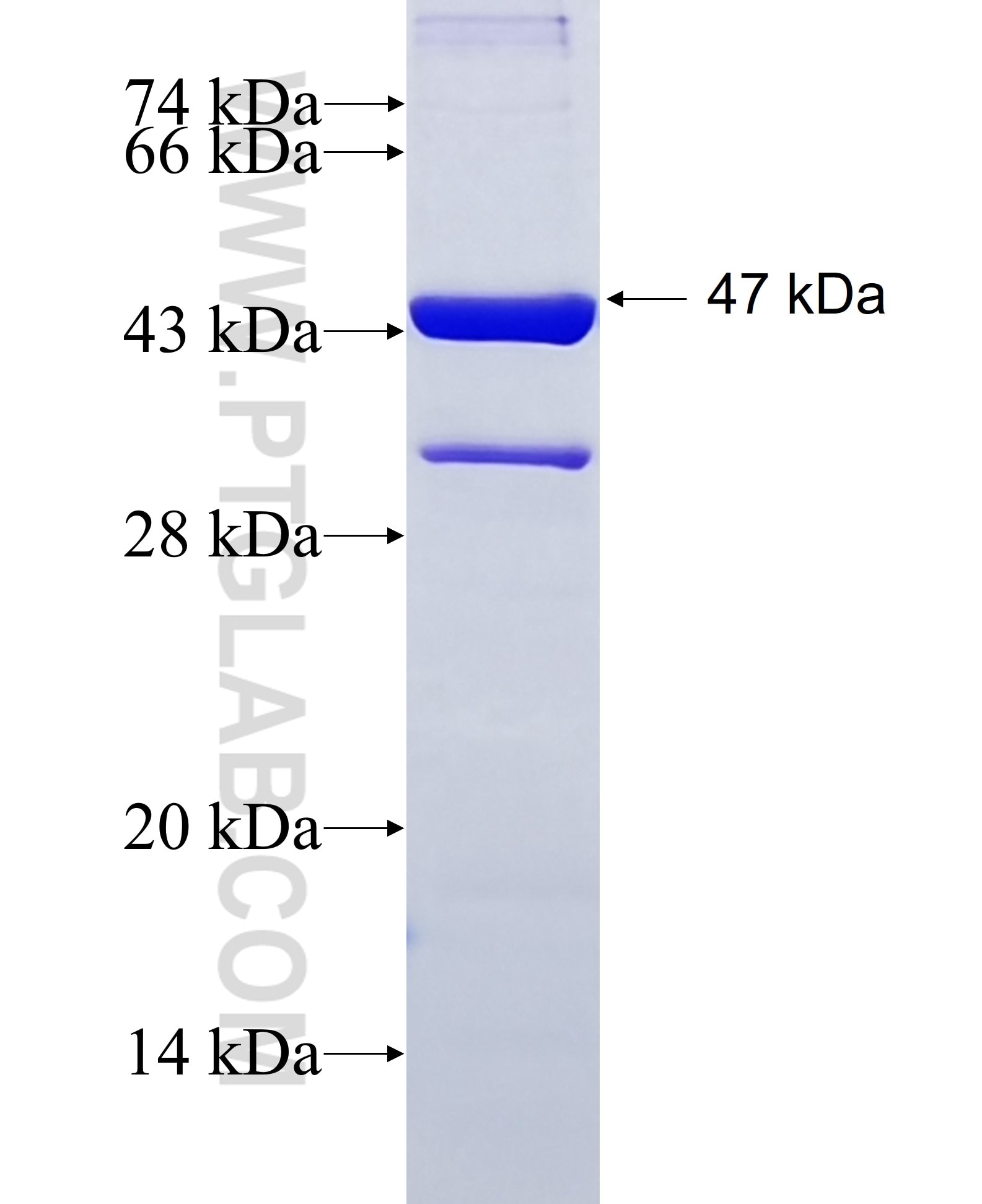 FXR1 fusion protein Ag27800 SDS-PAGE