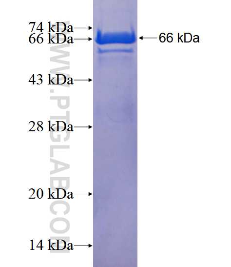 FXR1 fusion protein Ag3873 SDS-PAGE