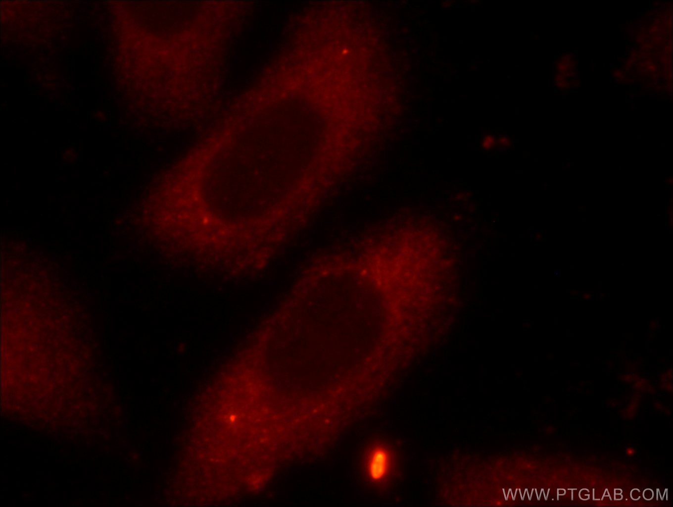 Immunofluorescence (IF) / fluorescent staining of HepG2 cells using FXR2 Polyclonal antibody (12552-1-AP)