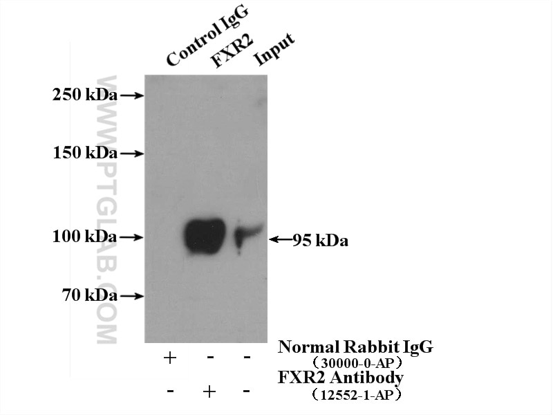 Immunoprecipitation (IP) experiment of HeLa cells using FXR2 Polyclonal antibody (12552-1-AP)