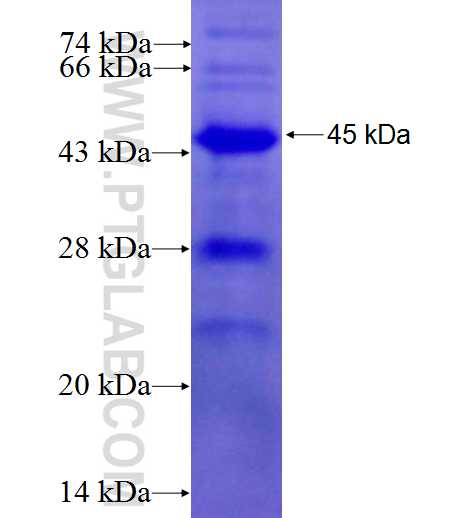 FXR2 fusion protein Ag3402 SDS-PAGE