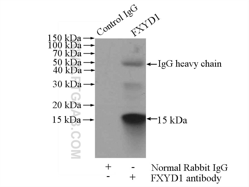 Immunoprecipitation (IP) experiment of mouse heart tissue using Phospholemman/FXYD1 Polyclonal antibody (13721-1-AP)