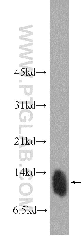 Western Blot (WB) analysis of rat heart tissue using Phospholemman/FXYD1 Polyclonal antibody (13721-1-AP)