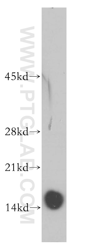 Phospholemman/FXYD1 Polyclonal antibody