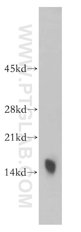 Western Blot (WB) analysis of mouse heart tissue using Phospholemman/FXYD1 Polyclonal antibody (13721-1-AP)