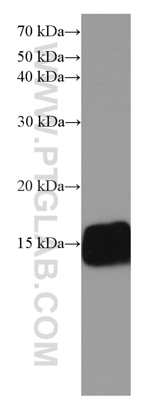 Western Blot (WB) analysis of human heart tissue using FXYD1 Monoclonal antibody (67150-1-Ig)