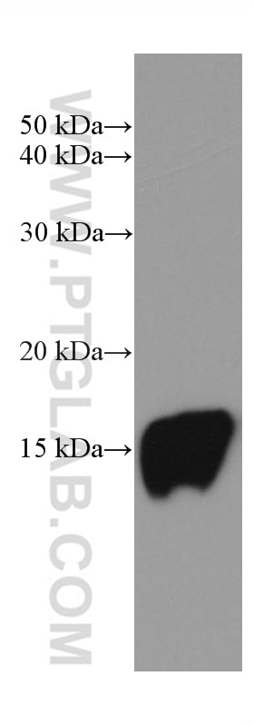 Western Blot (WB) analysis of pig heart tissue using FXYD1 Monoclonal antibody (67150-1-Ig)