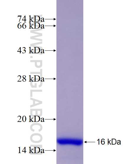 FXYD1 fusion protein Ag25307 SDS-PAGE