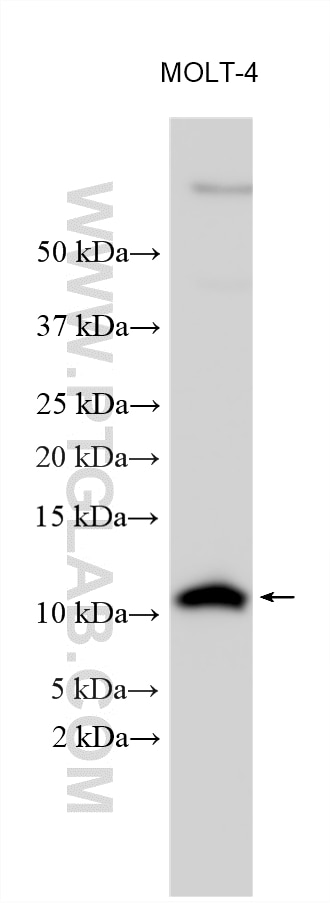 Various lysates were subjected to SDS PAGE followed by western blot with 11198-1-AP (FXYD2 antibody) at dilution of 1:1000 incubated at room temperature for 1.5 hours. Western Blot (WB) analysis of various lysates using FXYD2 Polyclonal antibody (11198-1-AP)