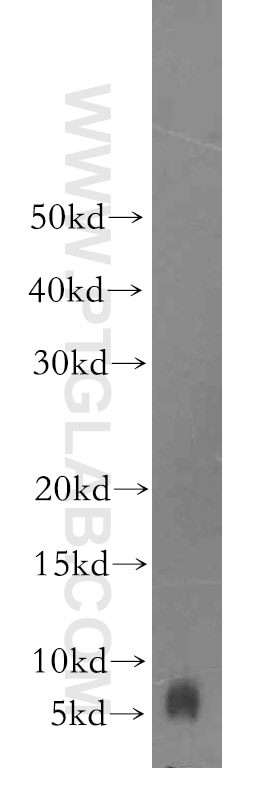 FXYD2 Polyclonal antibody