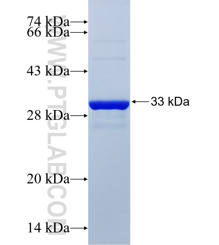 FXYD2 fusion protein Ag34030 SDS-PAGE