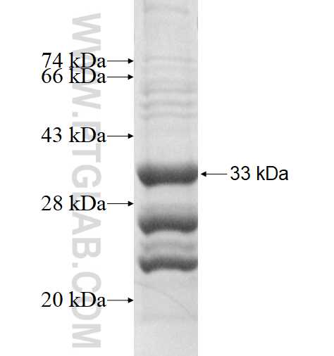 FXYD2 fusion protein Ag1676 SDS-PAGE