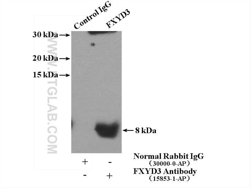 Immunoprecipitation (IP) experiment of COLO 320 cells using FXYD3 Polyclonal antibody (15853-1-AP)