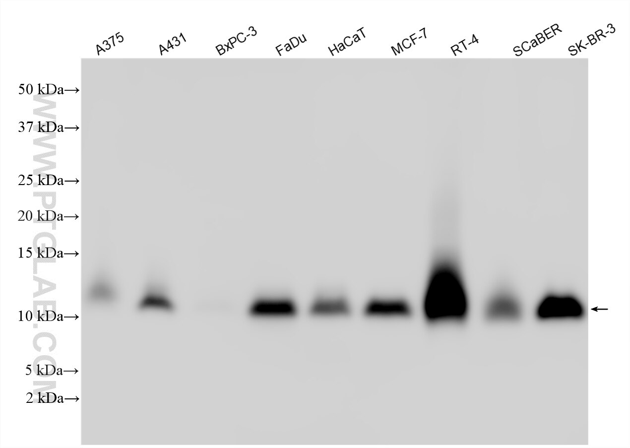 Various lysates were subjected to SDS PAGE followed by western blot with 15853-1-AP (FXYD3 antibody) at dilution of 1:1000 incubated at room temperature for 1.5 hours. Western Blot (WB) analysis of various lysates using FXYD3 Polyclonal antibody (15853-1-AP)