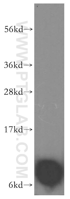 WB analysis of A375 using 15853-1-AP