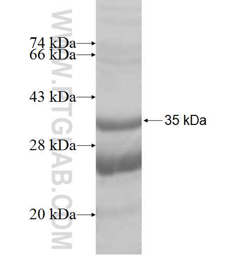 FXYD3 fusion protein Ag8672 SDS-PAGE