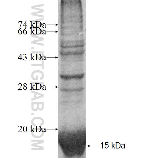 FXYD3 fusion protein Ag8688 SDS-PAGE