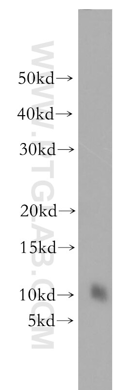 FXYD4 Polyclonal antibody