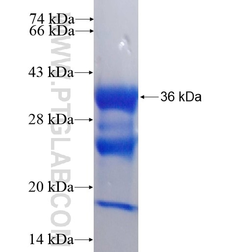 FXYD4 fusion protein Ag2576 SDS-PAGE