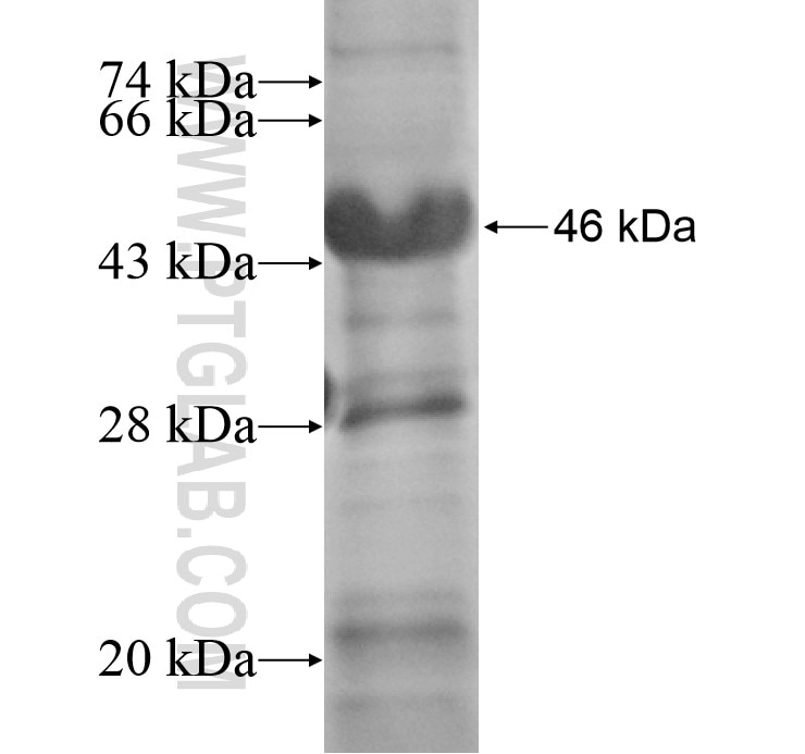 FXYD5 fusion protein Ag14439 SDS-PAGE
