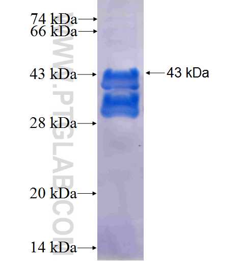 FXYD5 fusion protein Ag2808 SDS-PAGE