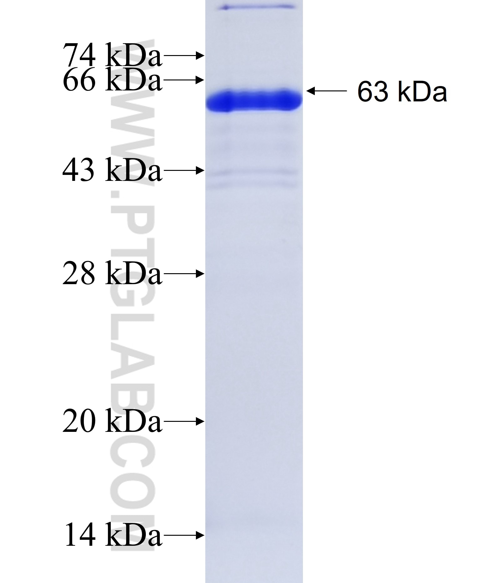 FXYD5 fusion protein Ag2808 SDS-PAGE