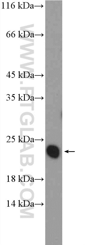 Western Blot (WB) analysis of PC-12 cells using FXYD6 Polyclonal antibody (15805-1-AP)