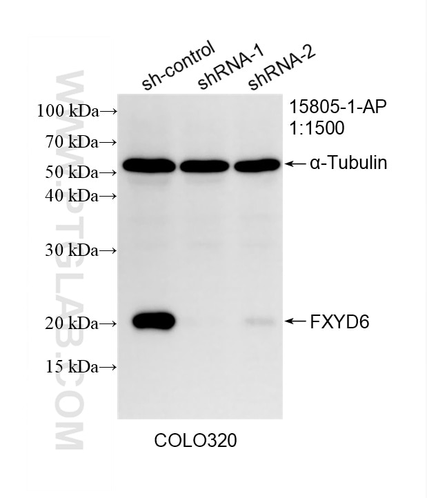 Western Blot (WB) analysis of COLO 320 cells using FXYD6 Polyclonal antibody (15805-1-AP)