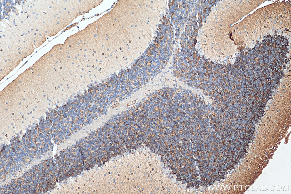 Immunohistochemistry (IHC) staining of mouse cerebellum tissue using FXYD6 Monoclonal antibody (68058-1-Ig)
