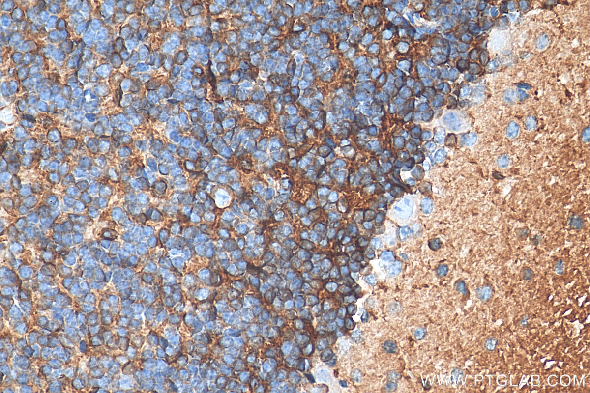 Immunohistochemistry (IHC) staining of mouse cerebellum tissue using FXYD6 Monoclonal antibody (68058-1-Ig)