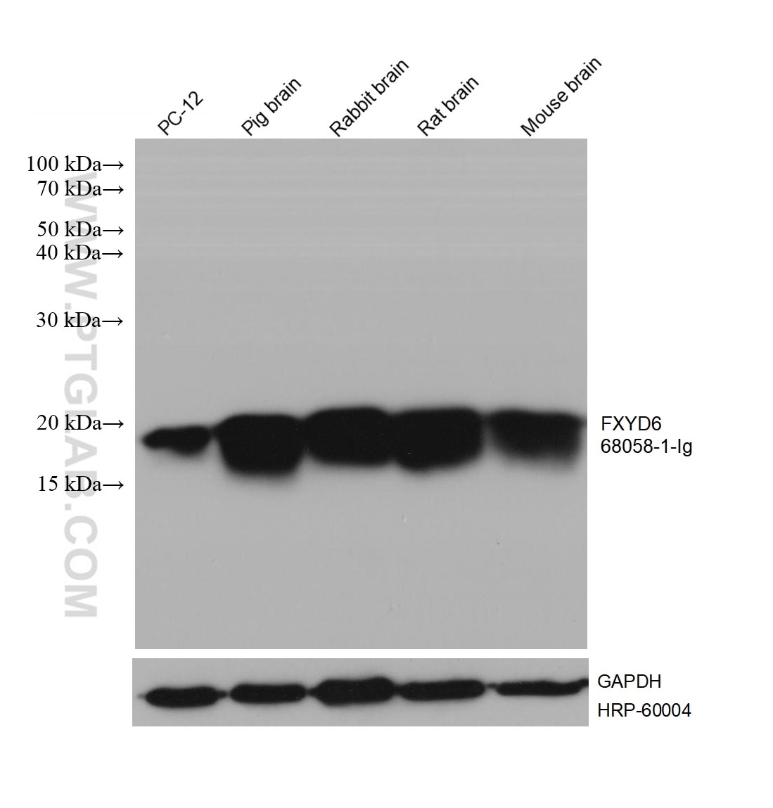 Western Blot (WB) analysis of various lysates using FXYD6 Monoclonal antibody (68058-1-Ig)