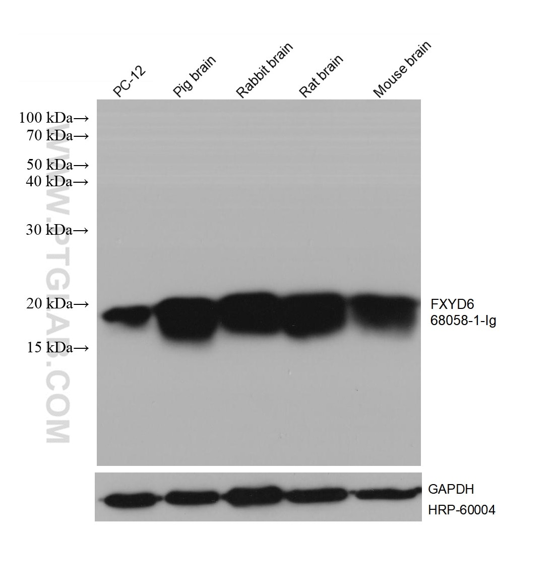 WB analysis using 68058-1-Ig