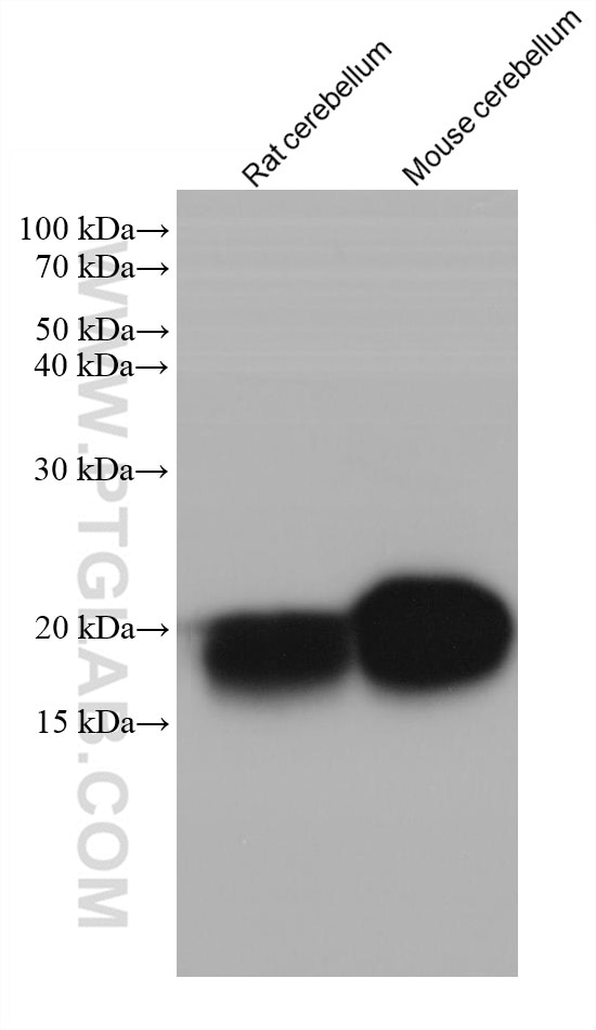 Western Blot (WB) analysis of various lysates using FXYD6 Monoclonal antibody (68058-1-Ig)