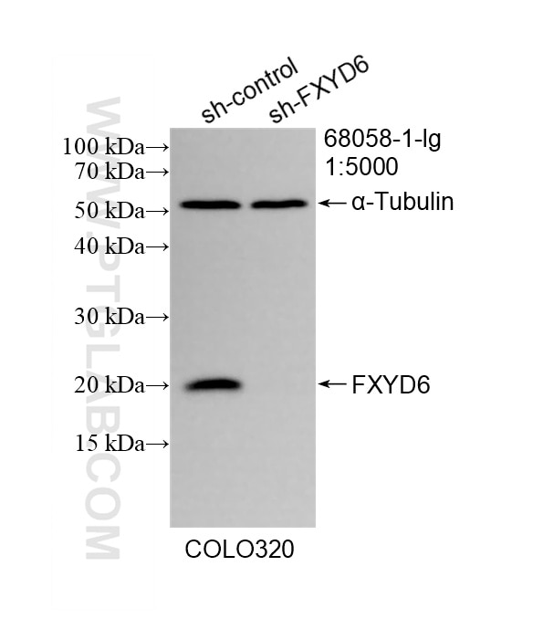 Western Blot (WB) analysis of COLO 320 cells using FXYD6 Monoclonal antibody (68058-1-Ig)