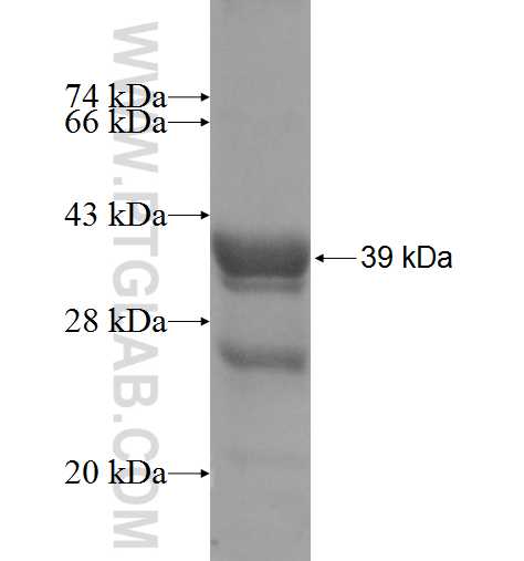 FXYD6 fusion protein Ag8538 SDS-PAGE